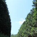 상관편백숲길 이미지