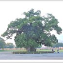 성주 경산리 성밖숲 이미지