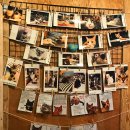 사바나 코쉬카 이미지