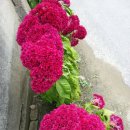 뽑아가유 이미지