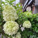 아비가엘 이미지