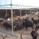 우리염소 이미지