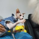 몽이묭실 이미지