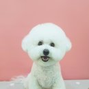 코코아도그 이미지