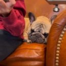 넥서스켄넬 이미지