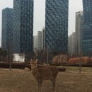 쉼터사슴농장 이미지