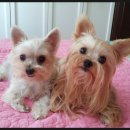 영민동물병원 이미지