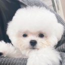 멈미스 이미지