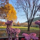 대구수목원 | 대구수목원 국화축제 방문 후기 국화가득 볼거리 가득 국화전시회