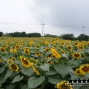 김경숙농장 이미지