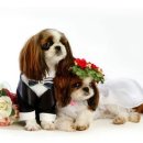 DOGGIE Daum카페