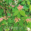 나무와창 이미지