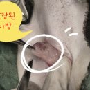 나만 애 동물병원 이미지