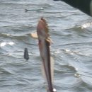 야달선착장 | 장봉도차박지/ 낚시, 등산로, 해루질에 화장실도 있는 야달선착장