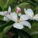 이경일농장 | 양구펀치볼쌍둥이농장 사과가 붉게 익어가네요~/양구강소농가경영체