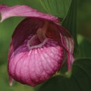 복주머니 이미지