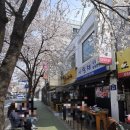 풍납토성 (풍차앞) | 벚꽃명소 풍납동 서울 주말나들이 송파 강동 풍납토성 한강공원(feat. 애견동반 가능, 덴스커피) 개화상황