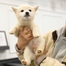 시바스럽 이미지