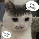 고양이미용실 이미지