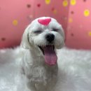 남양종합동물병원 네이버블로그