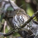 Collared Owlet 목도리올빼미 이미지