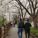 수원 광교저수지의 벚꽃 이미지