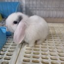 우진펫 이미지