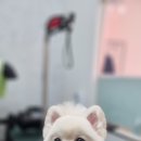 살롱드삐삐 이미지