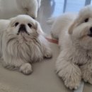 초록지구방위대 이미지