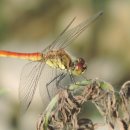 가마솥보리밥 이미지