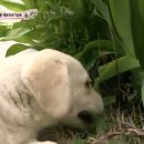 보다더동물농장 이미지