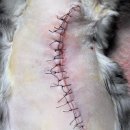 윤슬동물병원 | [시흥/윤슬동물병원] 고양이 배에 혹이?! - 유선종양