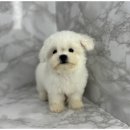 즐거운 강아지 이미지