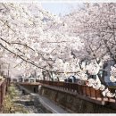 베베펫 천안 강아지분양 고양이분양 네이버블로그