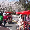 경포호 벚꽃축제 이미지
