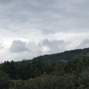 서귀고양이 이미지