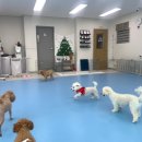 몽글몽글애견유치원(호텔&미용) 이미지