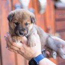 Yujin's litter is 1 month old 이미지