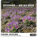 원종동강할미꽃 모종 이미지