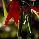 신진식품 이미지