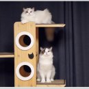 Fall in Rags 이미지