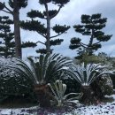 새해오름 마리산부인과지점 | 제주 [한라산/사라오름/자매국수/에어비앤비/킨포크하우스/풍미독서/위미동백나무군락지/오설록...