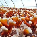 현숙 농장 이미지