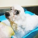 (주) 펫플라자 이미지