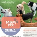 M&M Dog 이미지