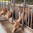 신호축사 이미지