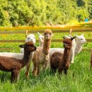 애니농장 이미지