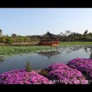 [제주여행]제주도추천여행지-아름다운 돌담과 연꽃마을 하가리 연화못 이미지