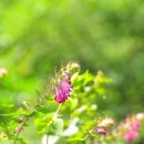 꽃며느리 이미지