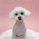 댕그리몽 이미지